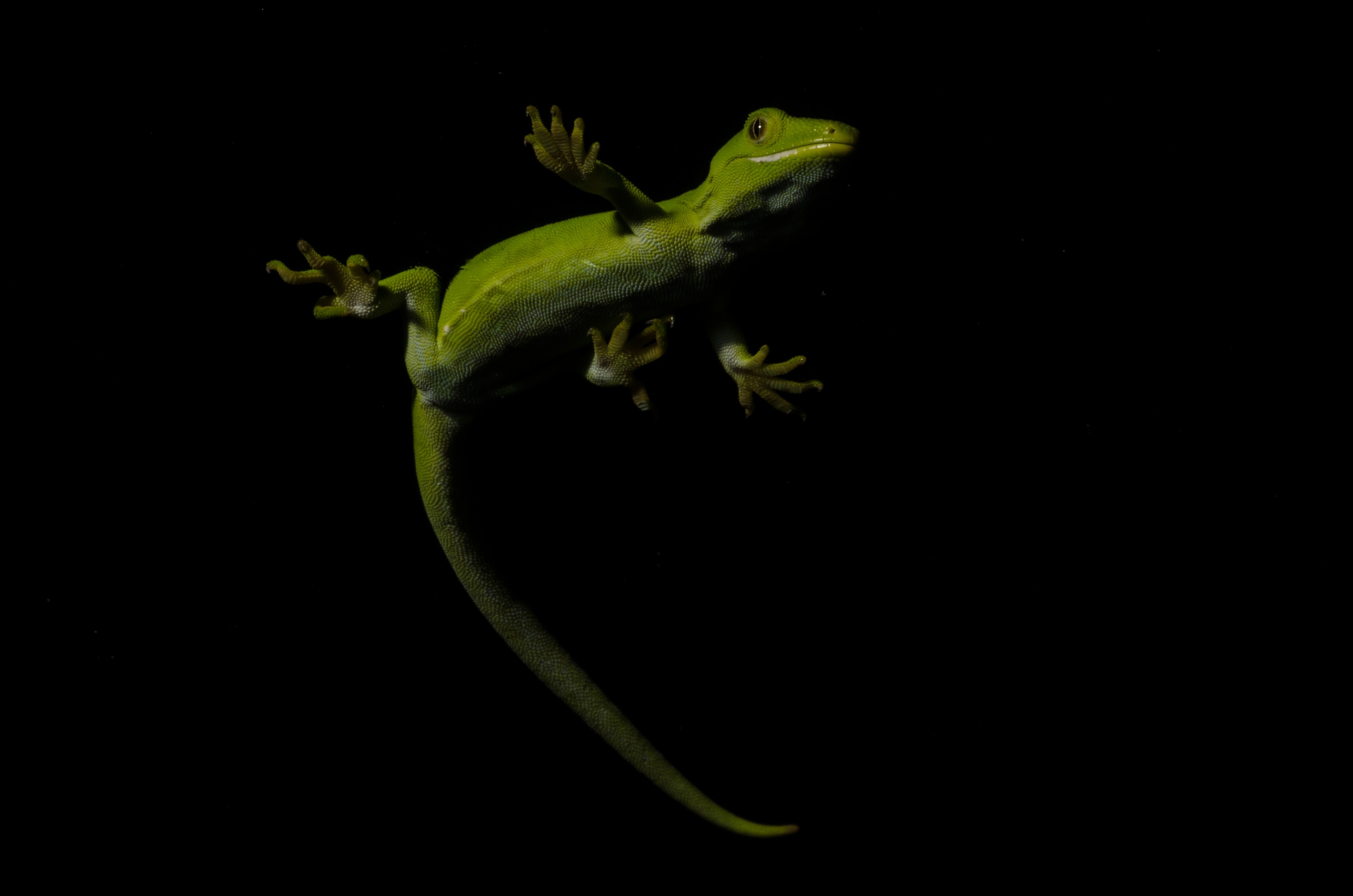 DSC_6017 – Auckland, green, gecko, Naultinus, elegans, elegans, home, lizard, Crispin, reptiles, amphibians, rare, cold, blood, new, new zealand, zealand, nz